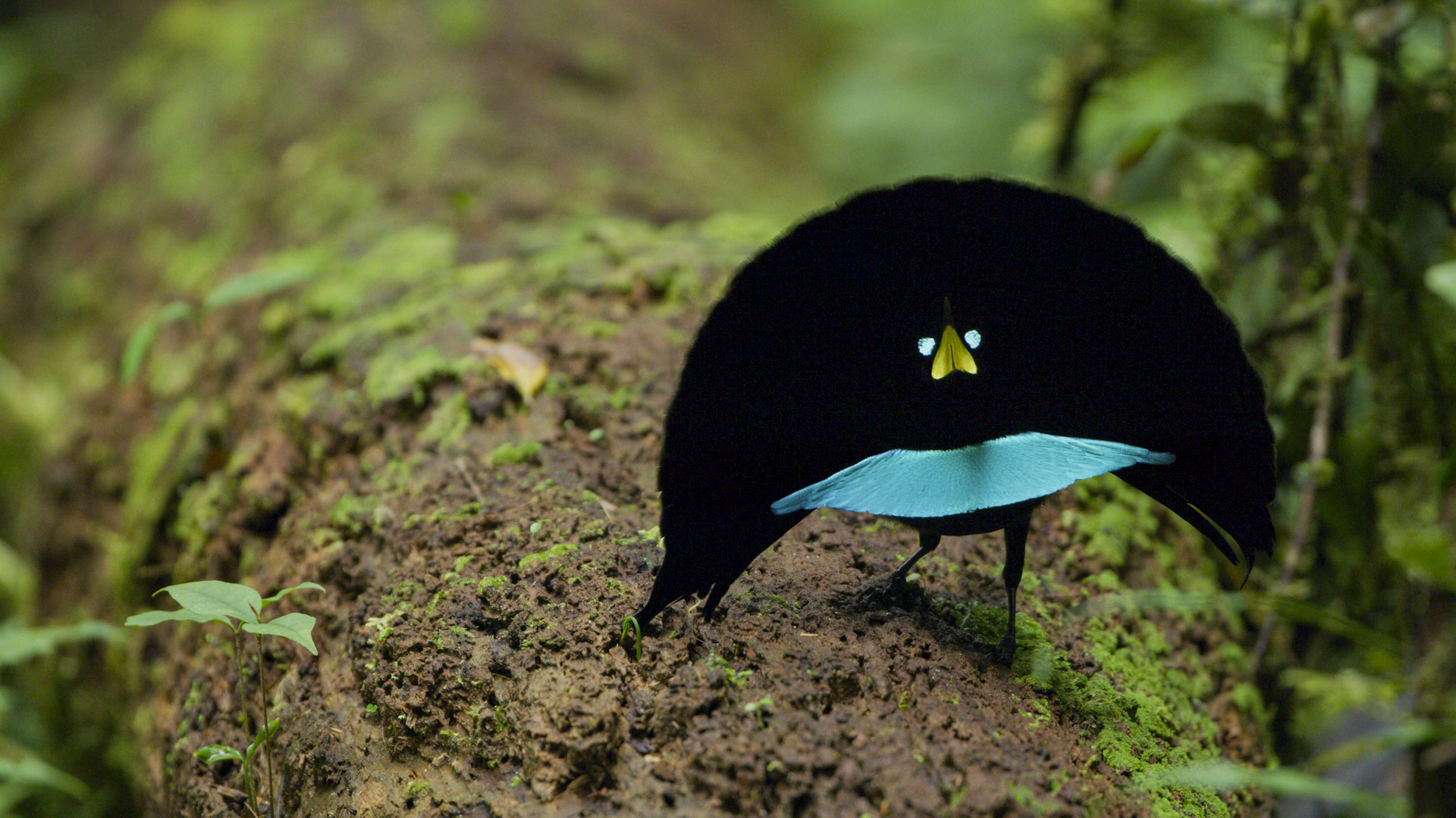 Females drive the song and dance of male birds-of-paradise